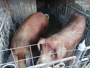 Porci duroc  - imagine 2