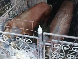 Porci duroc 