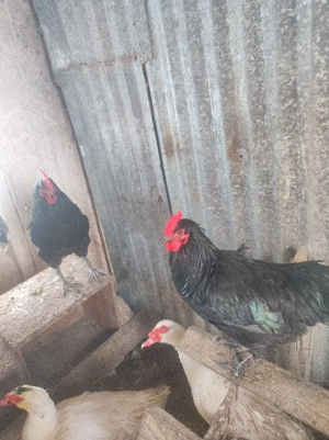 cocosi austrolop  - imagine 4