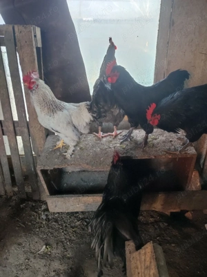 cocosi austrolop  - imagine 3