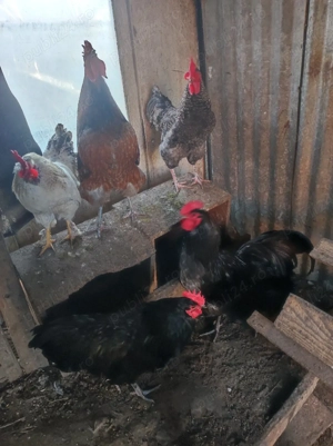 cocosi austrolop  - imagine 2