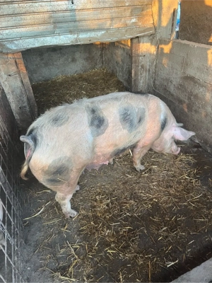 de vinzare scroafa o singura fatare de sacrificat sau de tinut  - imagine 2