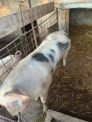 de vinzare scroafa o singura fatare de sacrificat sau de tinut  - imagine 5