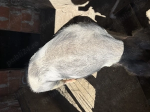 Vand purcelusa pentru carne