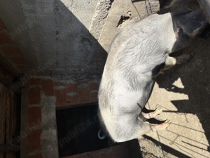 Vand purcelusa pentru carne - imagine 2