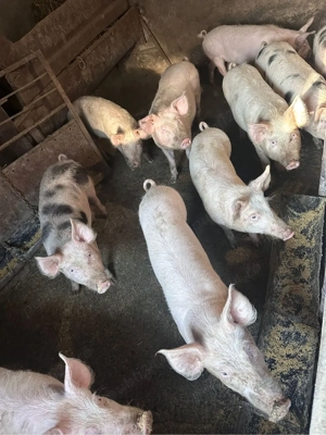 Soldani  Iclod - imagine 2