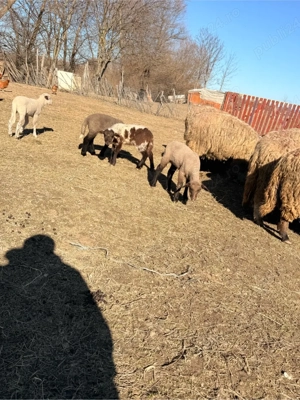 vand 9 oi cu cate un miel langa ele si 3 mioare - imagine 3