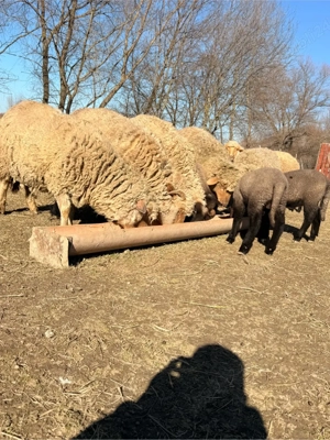 vand 9 oi cu cate un miel langa ele si 3 mioare - imagine 5