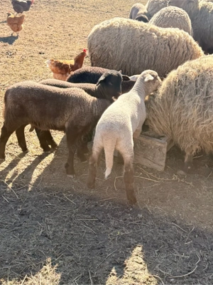 vand 9 oi cu cate un miel langa ele si 3 mioare - imagine 2