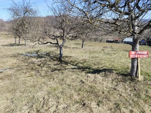 Malu cu Flori | Teren Intravilan 1457 m  - imagine 4