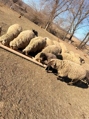 vand 9 oi cu cate un miel langa ele si 3 mioare - imagine 4