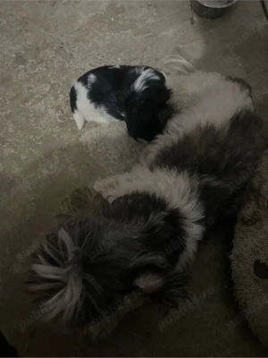 catea+pui de shih tzu rasa pura 