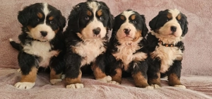 vand puiuti ciobanesc de berna - imagine 3