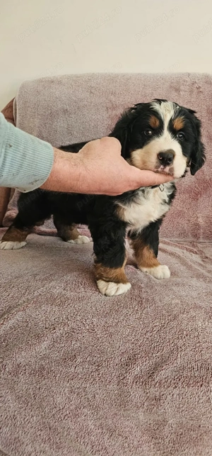 vand puiuti ciobanesc de berna - imagine 2