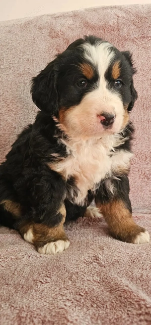 vand puiuti ciobanesc de berna