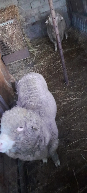 vind cirlani,berbecuti de taiat sau tinut - imagine 3