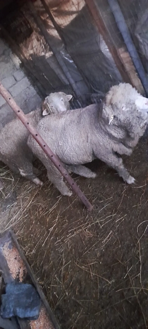 vind cirlani,berbecuti de taiat sau tinut - imagine 4