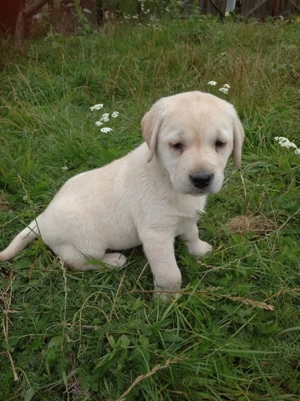 Labrador puiuți 