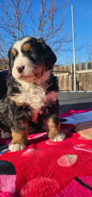 vand puiuti ciobanesc de berna - imagine 4