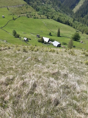 Teren 7 Hectare Brodina Suceava   Parțial Intravilan, Casă + Anexe, Zonă de Munte | Ocazie - imagine 4