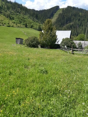 Teren 7 Hectare Brodina Suceava   Parțial Intravilan, Casă + Anexe, Zonă de Munte | Ocazie - imagine 6