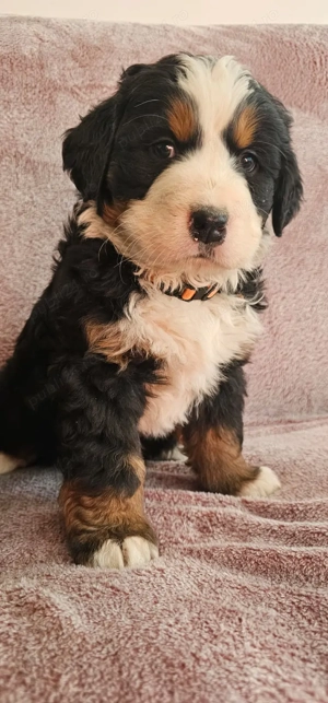 vand puiuti ciobanesc de berna - imagine 7