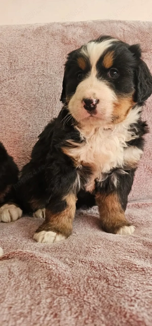 vand puiuti ciobanesc de berna - imagine 6