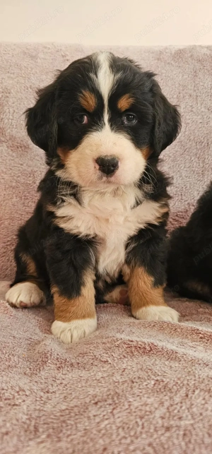 vand puiuti ciobanesc de berna - imagine 5