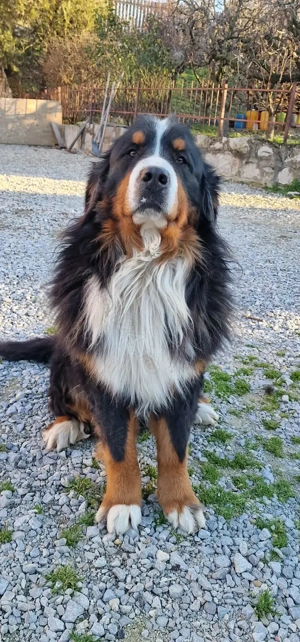 vand puiuti ciobanesc de berna - imagine 8