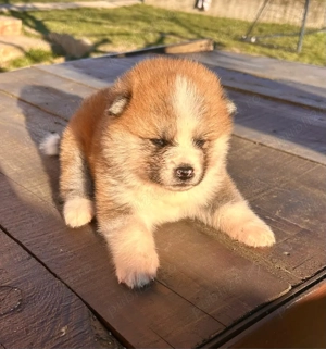Akita Inu pedigree tip A