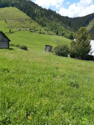 Teren 7 Hectare Brodina Suceava   Parțial Intravilan, Casă + Anexe, Zonă de Munte | Ocazie - imagine 8