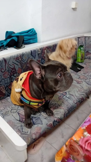  Buldog francez - imagine 5