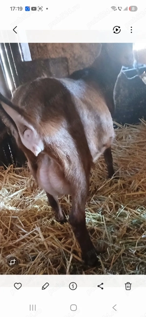 Vand capră și țap Anglo-nubiani - imagine 2