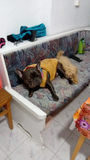  Buldog francez - imagine 4