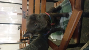  Buldog francez - imagine 2