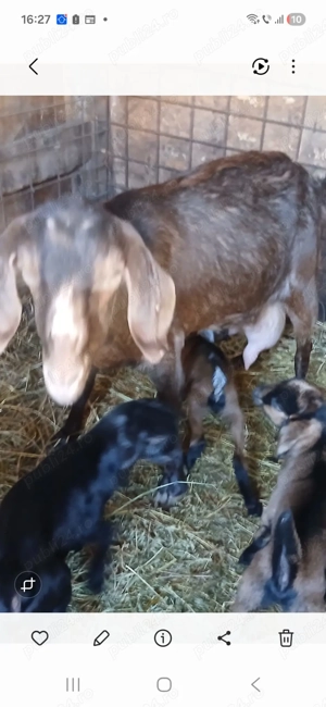 Vand capră și țap Anglo-nubiani - imagine 3