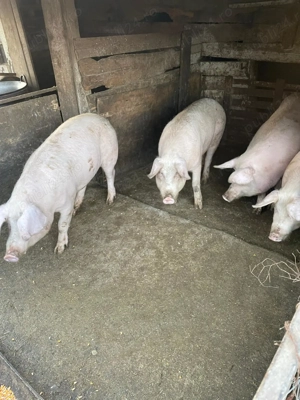 Vând grasuni între 100-130 kg