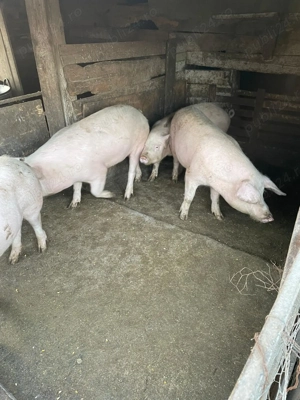 Vând porci între 100-130 kg - imagine 3