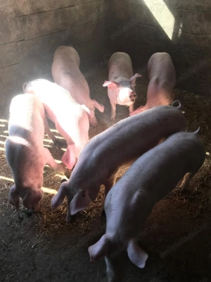 Vând purcei de 14 săptămâni 