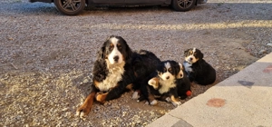 vand puiuti ciobanesc de berna - imagine 9