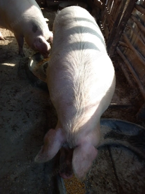 purcea de  vânzare  greutate..250 kg + - imagine 2