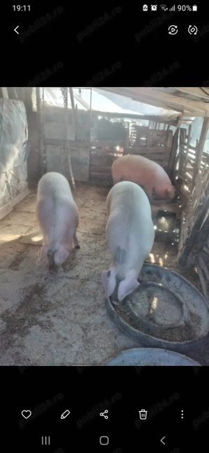  porc vinzare 250 kg