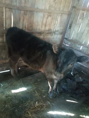 Vând vitea rasa angus