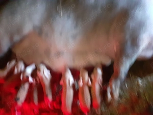 scroafă de vînzare cu 8. buc. purcei. montata cu durok.