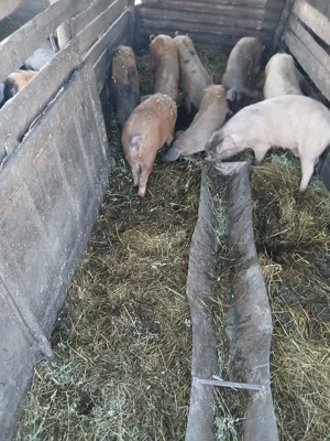 De Vânzare 6 bucăți 40 45 50 kg unul  - imagine 4