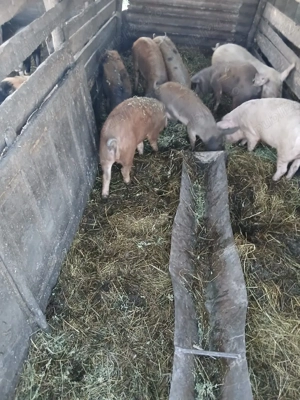 De Vânzare 6 bucăți 40 45 50 kg unul  - imagine 2