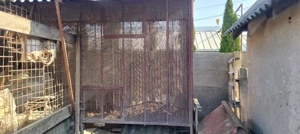 Vand cotarcă porumb 