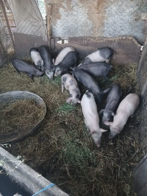 De Vânzare 12 bucăți 9 săptămânii castrați vacinați   - imagine 3