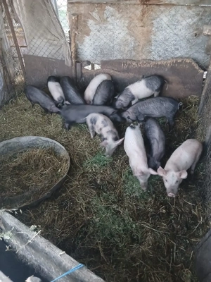 De Vânzare 12 bucăți 9 săptămânii castrați vacinați   - imagine 2