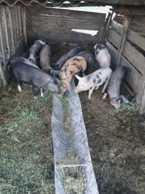 De Vânzare 10 bucăți 25 30 35 kg unul castrați vacinați  - imagine 2